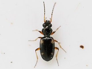 Bembidion quadrimaculatum