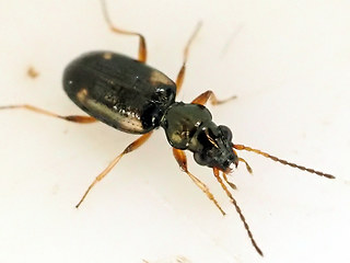Bembidion quadrimaculatum