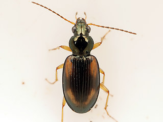 Bembidion tetracolum