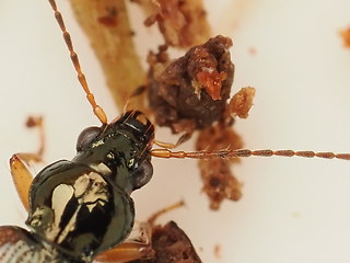Bembidion tetracolum