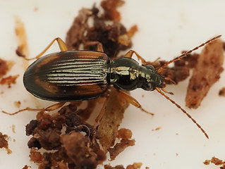 Bembidion tetracolum