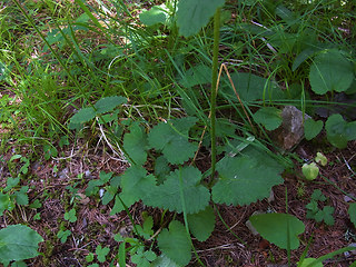 Betonica alopecuros