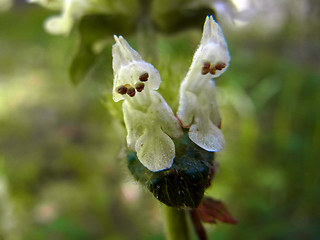 Betonica alopecuros