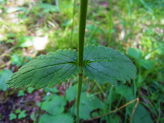 Betonica alopecuros