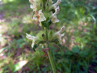 Betonica alopecuros