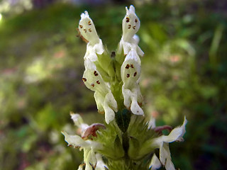 Betonica alopecuros