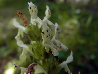 Betonica alopecuros