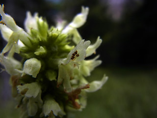 Betonica alopecuros