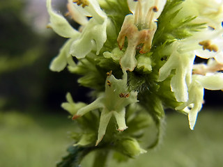 Betonica alopecuros