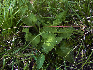 Betonica alopecuros