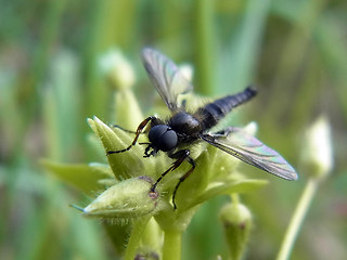 Bibio lanigerus