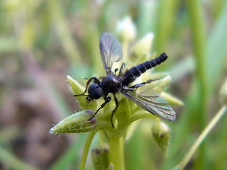 Bibio lanigerus