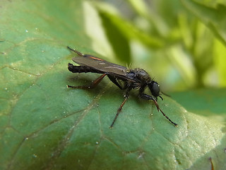 Bibio lanigerus