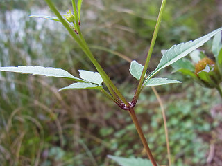 Bidens frondosa