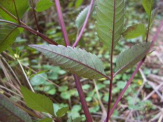 Bidens frondosa