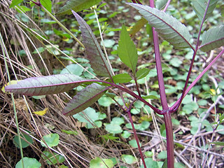 Bidens frondosa