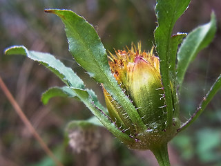 Bidens frondosa