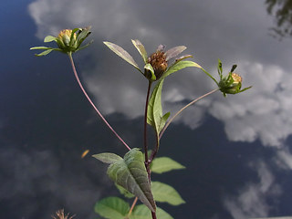 Bidens frondosa