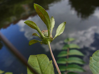 Bidens frondosa