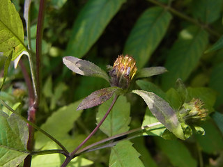 Bidens frondosa