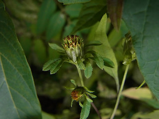 Bidens frondosa