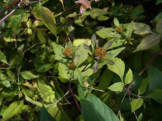 Bidens frondosa