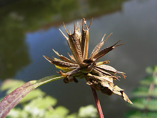 Bidens frondosa