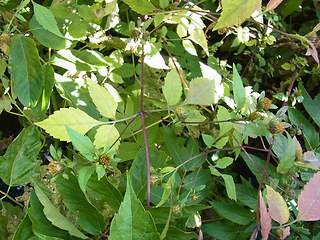 Bidens frondosa