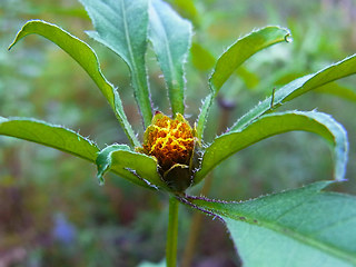 Bidens frondosa