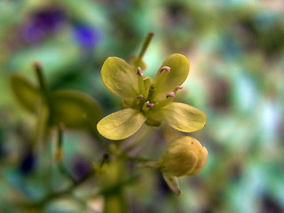 Biscutella laevigata