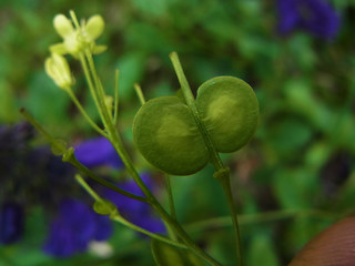 Biscutella laevigata