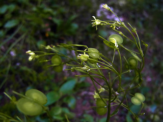 Biscutella laevigata