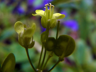 Biscutella laevigata