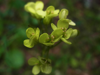 Biscutella laevigata