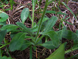 Biscutella laevigata