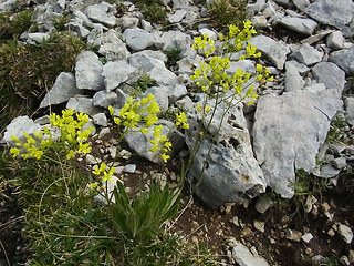 Biscutella laevigata