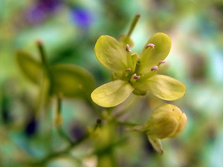 Biscutella laevigata