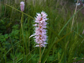 Bistorta officinalis