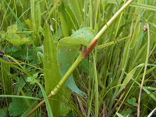 Bistorta officinalis