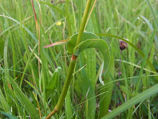 Bistorta officinalis