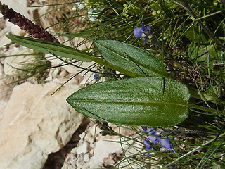 Bistorta vivipara