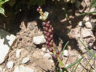 Bistorta vivipara
