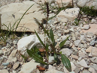 Bistorta vivipara