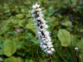 Bistorta vivipara