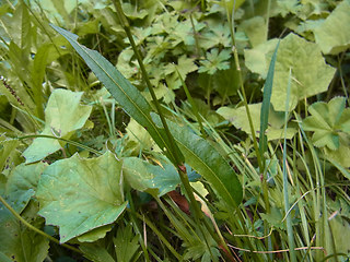 Bistorta vivipara