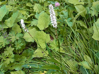 Bistorta vivipara