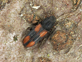 Bitoma crenata