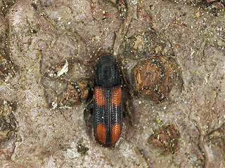 Bitoma crenata