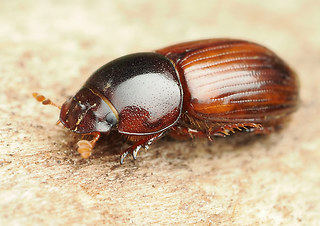 Bodilopsis rufa