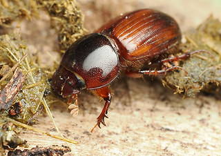 Bodilopsis rufa